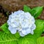 画像 野に咲く花のように✿小々花日記のユーザープロフィール画像