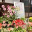 木之本地蔵院寺ヨガスタジオのサムネイル