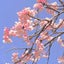 画像 なのこ   季節の花と日記 〜(•͈ᴗ•͈)ꕤのユーザープロフィール画像