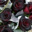 画像 louis-x-iv『黒薔薇の花言葉はとても素敵だと思いませんか』のユーザープロフィール画像