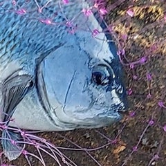 なべのプロフィール