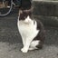 Miaのサムネイル