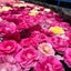 画像 バラ　薔薇　ばらのガーデニングと少し日常日記【マンションベランダでバラを育てる】のユーザープロフィール画像