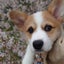 画像 コーギー犬 てつ たまににゃんこ のんびりブログのユーザープロフィール画像