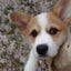 こてっちゃん飼い主Mのサムネイル