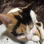 画像 物流30女〜日本猫モモ花のお届け便〜(＋あん♪ず)のユーザープロフィール画像