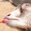 もこのサムネイル