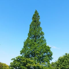 pouのプロフィール