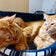 ズボラ夫婦と猫様(兄弟)２匹の沖縄移住生活‪⸝⸝-  ̫ -⸝⸝‬