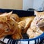 画像 ズボラ夫婦と猫様(兄弟)２匹の沖縄移住生活‪⸝⸝-  ̫ -⸝⸝‬のユーザープロフィール画像