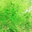 cheenee58のサムネイル