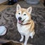 画像 柴犬ヤマトの徒然日記のユーザープロフィール画像