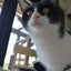 tabbycatのサムネイル