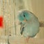 かなりあのサムネイル