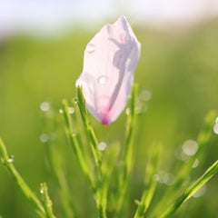 そよ風ひらひらのプロフィール