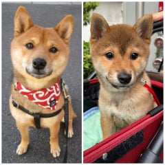 クララのプロフィール