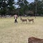 sachiのサムネイル