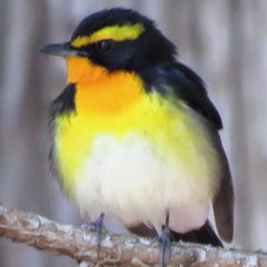 花たんぼうのプロフィール