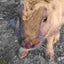 トムのサムネイル