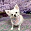 画像 べしのブログのユーザープロフィール画像