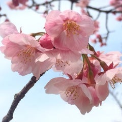 さくらのプロフィール