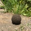 imago-libriのサムネイル