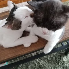 なおにゃんのプロフィール