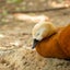 ハルマカメラのサムネイル
