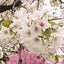 豆桜のサムネイル