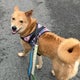 あかねのおすすめのサムネイル