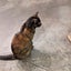 てむのサムネイル