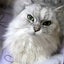 画像 老猫ジュリと過ごす日々・・のユーザープロフィール画像