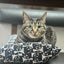 CHITORAのサムネイル
