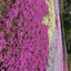 画像 アラフィフ主婦借金返済　完済目指してのユーザープロフィール画像