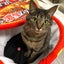 画像 猫と子育てと懸賞のある生活のユーザープロフィール画像