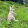 カンガルーのポケット本