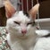 ☆ねこのつばさ☆  まめと里親募集中