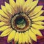 画像 Sunflower358のブログのユーザープロフィール画像