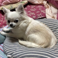 トラベルマニーのプロフィール