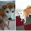 画像 mayo-wanko-Ikigai保護犬ゴン太とココアの思い出と新しい家族になった殺処分前日に保護したゴッコとの暮らしと生き甲斐のユーザープロフィール画像