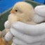 ちゃいこのサムネイル