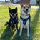 柴犬カブとあんこの日々