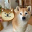 柴犬マロたんのサムネイル