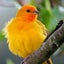 Kanaria_sanのサムネイル