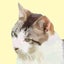 ねことらタロット のサムネイル