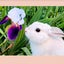 ココアミルクのサムネイル