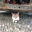 なはなはのサムネイル