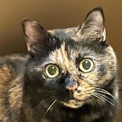 あいたんのプロフィール