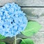 sakuのサムネイル