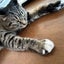 ひよりんのサムネイル